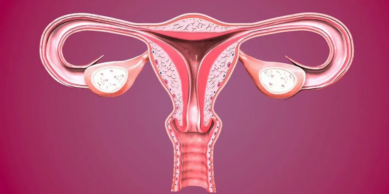 Anatomia kobieca: macica, jajowody i jajniki. Widoczna rozpulchniona szyjka macicy, gotowa na przyjęcie życia.