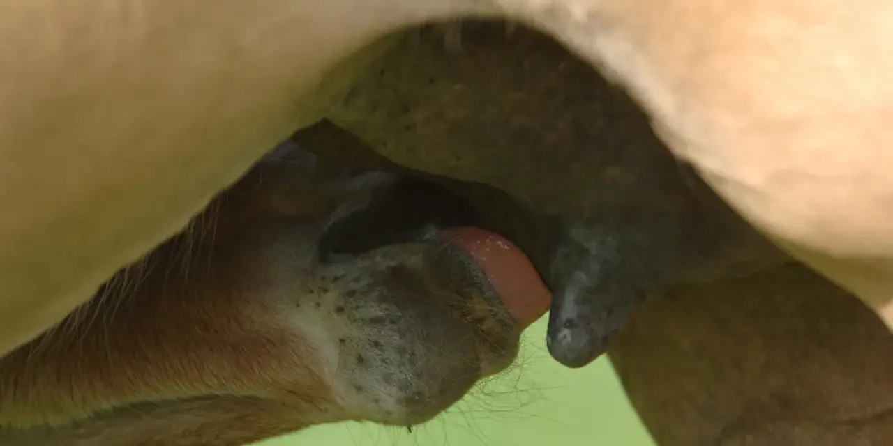 Un poulain tète le colostrum jument, un liquide vital pour son développement.