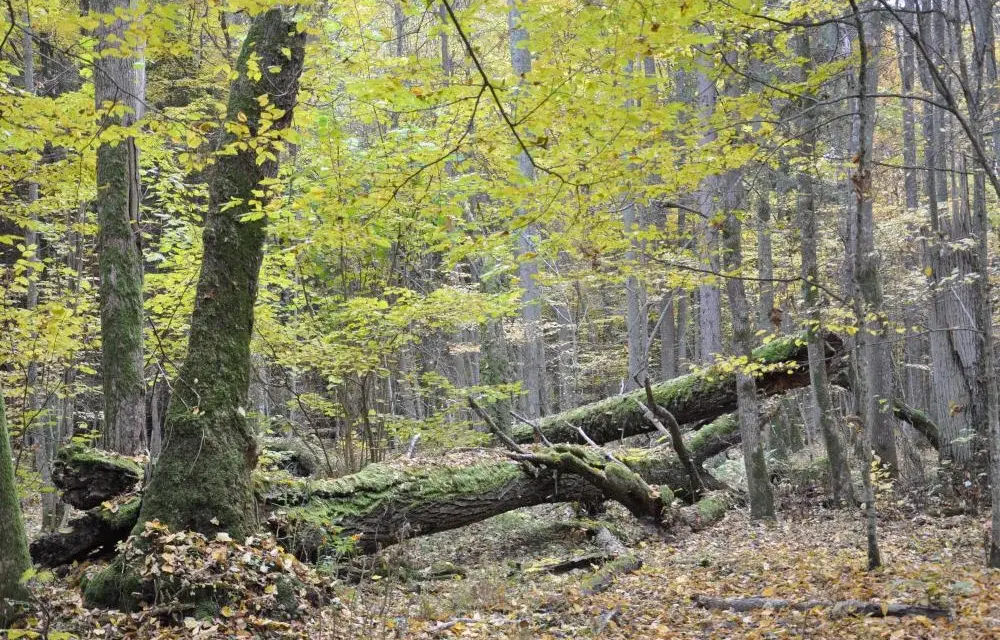 Rezerwat przyrody Białowieża: Odkryj jego unikalne skarby natury