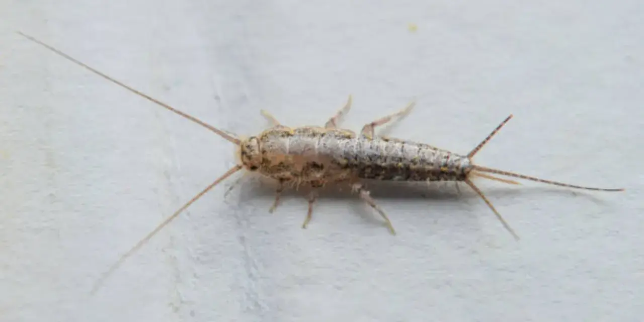 Una cucaracha plateada, con sus largas antenas y tres apéndices en la cola, se arrastra sobre una superficie blanca.