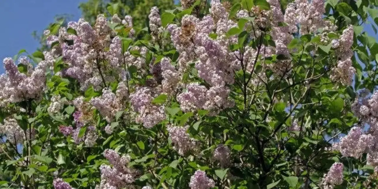 En frodig syrenbuske med lila blommor som väntar på att planteras.