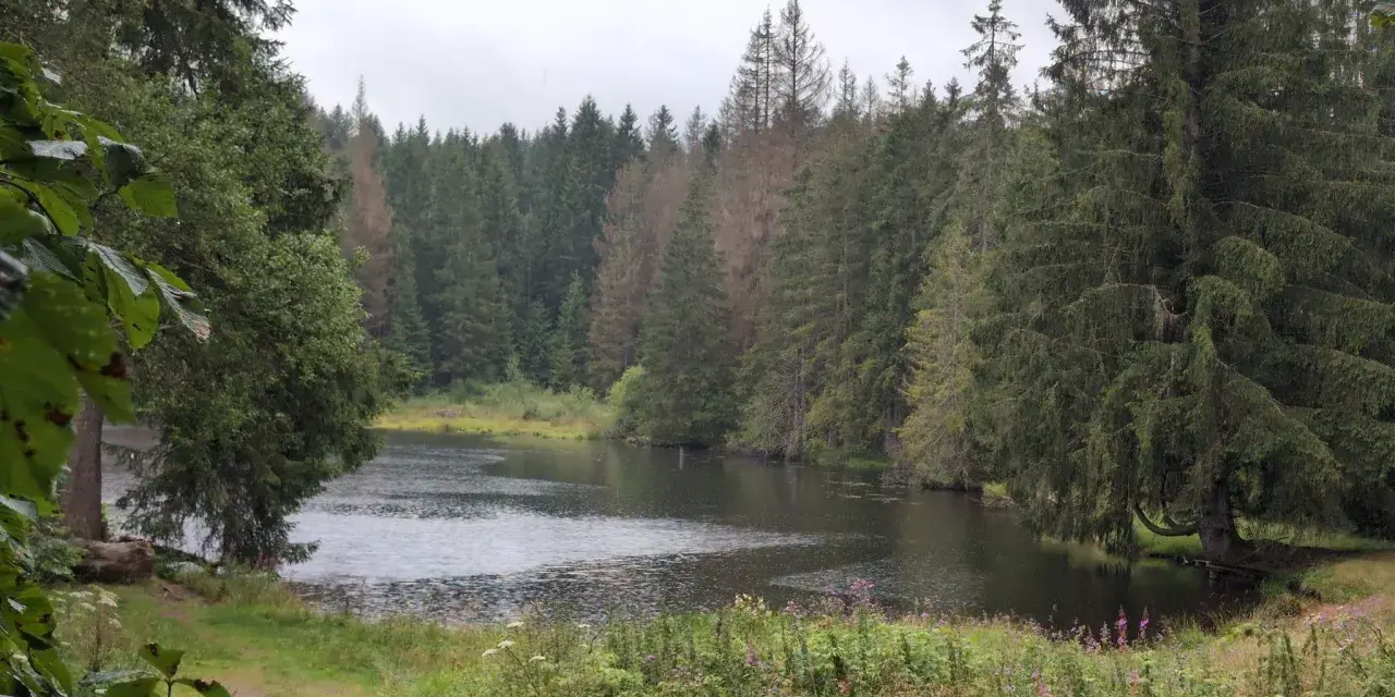 Der Ochsenbacher Teich, umgeben von dichten Nadelwäldern und üppiger Vegetation, lädt zur stillen Einkehr ein.