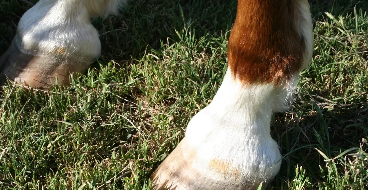 Pieds de cheval dans l'herbe. Un boulet semble gonflé, un symptôme possible d'entorse.