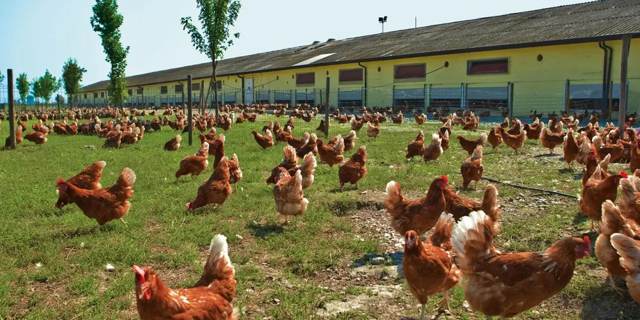 Un grande gruppo di galline allevate all'aperto razzola sull'erba verde davanti a un lungo edificio giallo.
