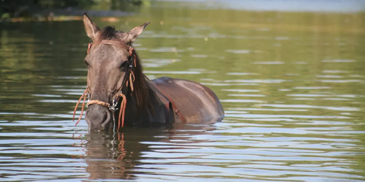 Un cheval brun, la tête hors de l'eau, se rafraîchit dans un lac. La **transpiration cheval** est évidente sur son pelage mouillé.