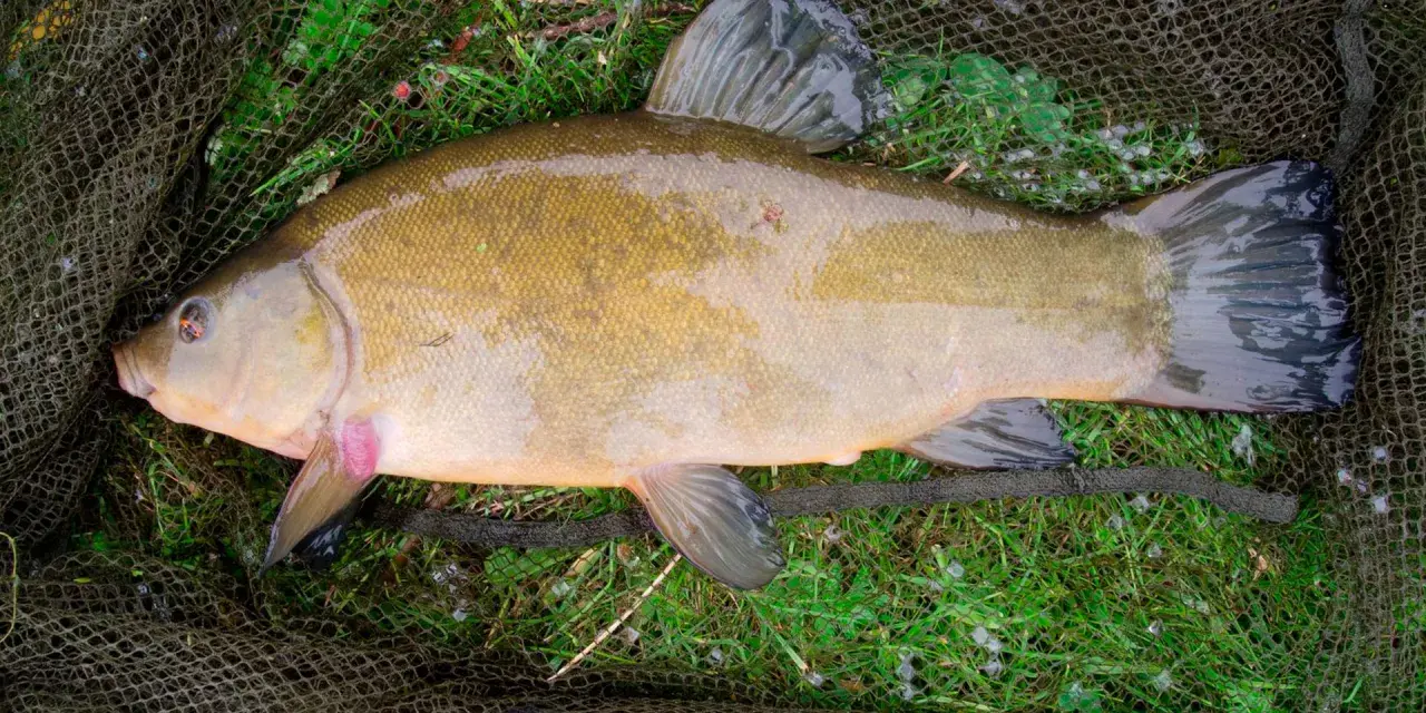 Oto piękny lin, który właśnie wziął na haczyk. Ryba leży na trawie i siatce wędkarskiej.