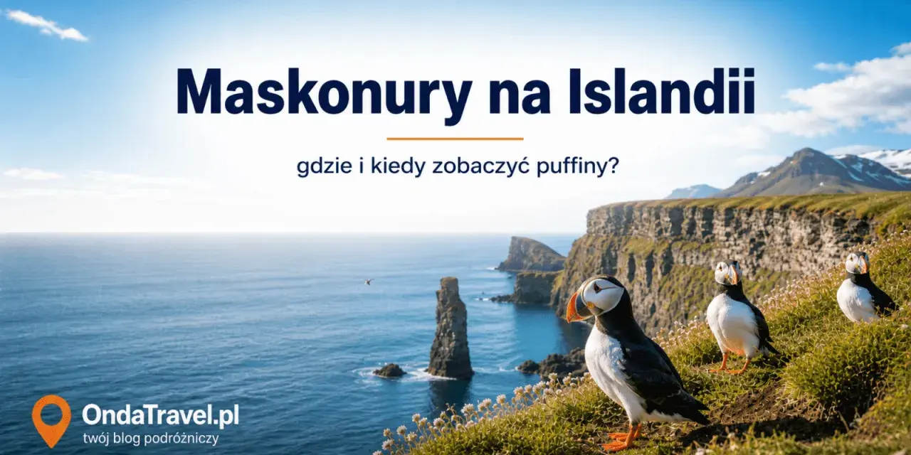 Maskonury na Islandii: zobacz, gdzie żyje ten uroczy ptak i kiedy najlepiej go obserwować na klifach.