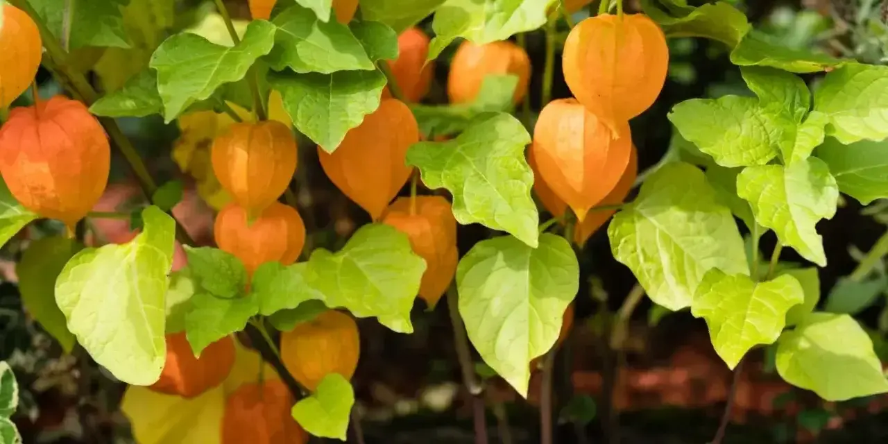 Pomarańczowe lampiony miechunki peruwiańskiej wśród zielonych liści.