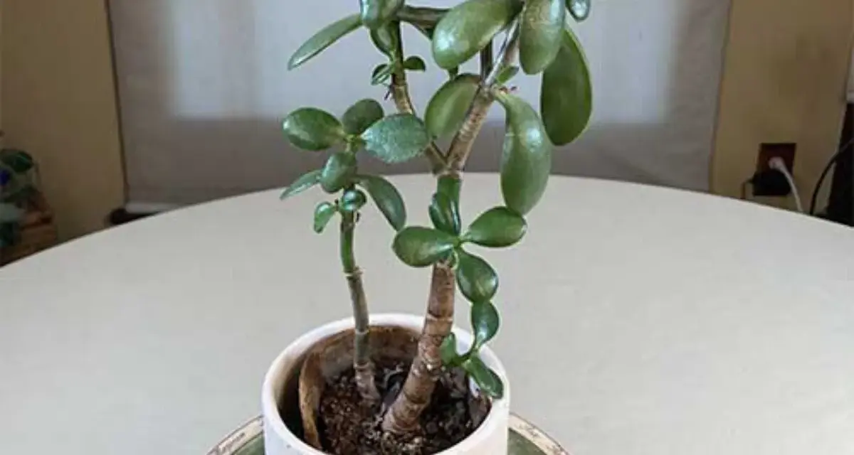 Una planta de jade con hojas carnosas y verdes, en una maceta blanca sobre una mesa.