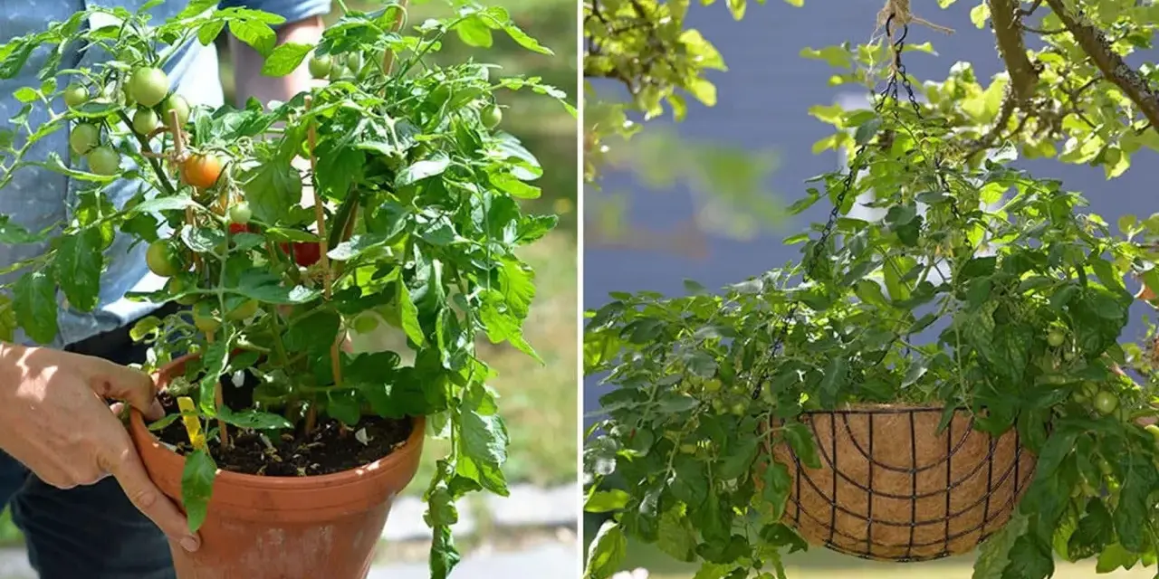 Tomatplantor i kruka och ampel. Perfekt för att odla egna tomater, även om temperaturen varierar.
