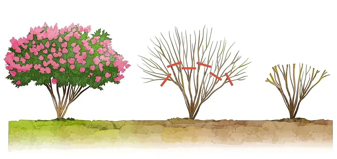 Illustrazione mostra una lagerstroemia in fiore, una potata e una da potare. La potatura è essenziale per la sua salute.