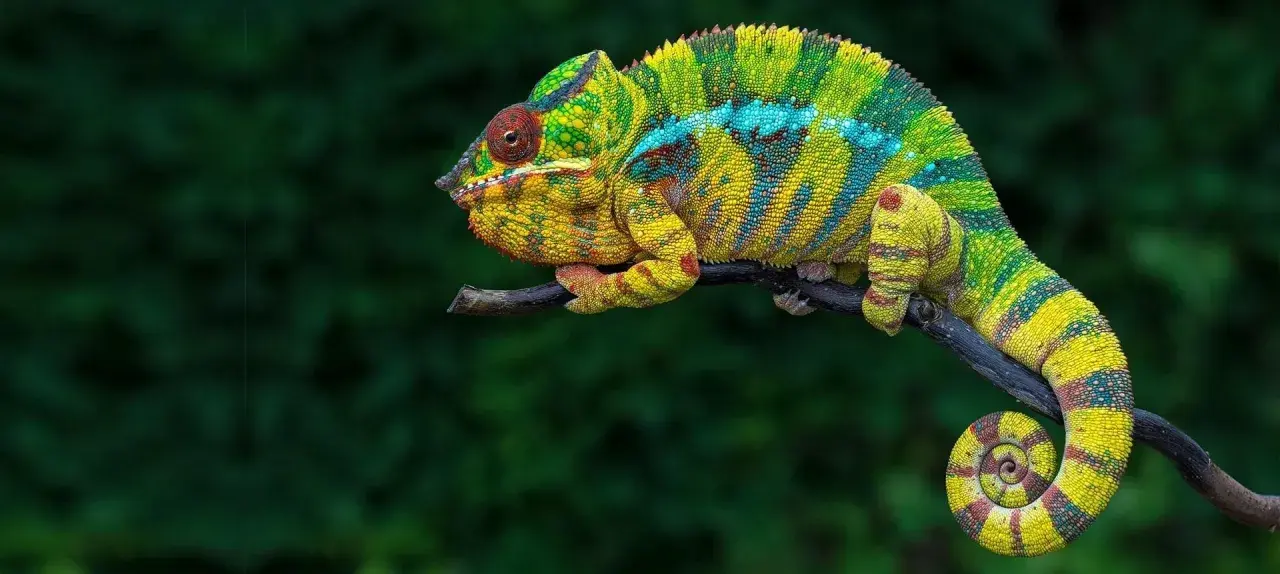 Kolorowy kameleon domowy, z żółto-zielonymi pasami i niebieskimi plamkami, siedzi na gałęzi. Jego ogon jest zwinięty w spiralę.
