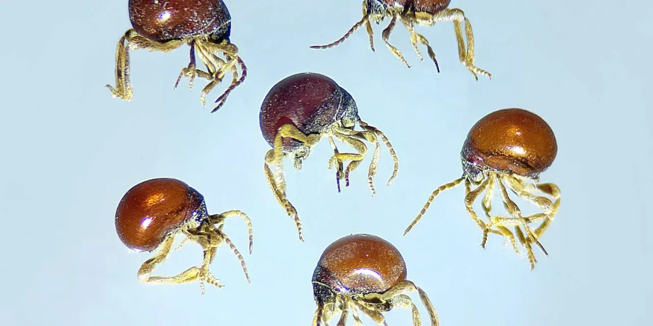 Cinco pequeños escarabajo araña, con cuerpos redondos y brillantes, se mueven sobre un fondo claro.