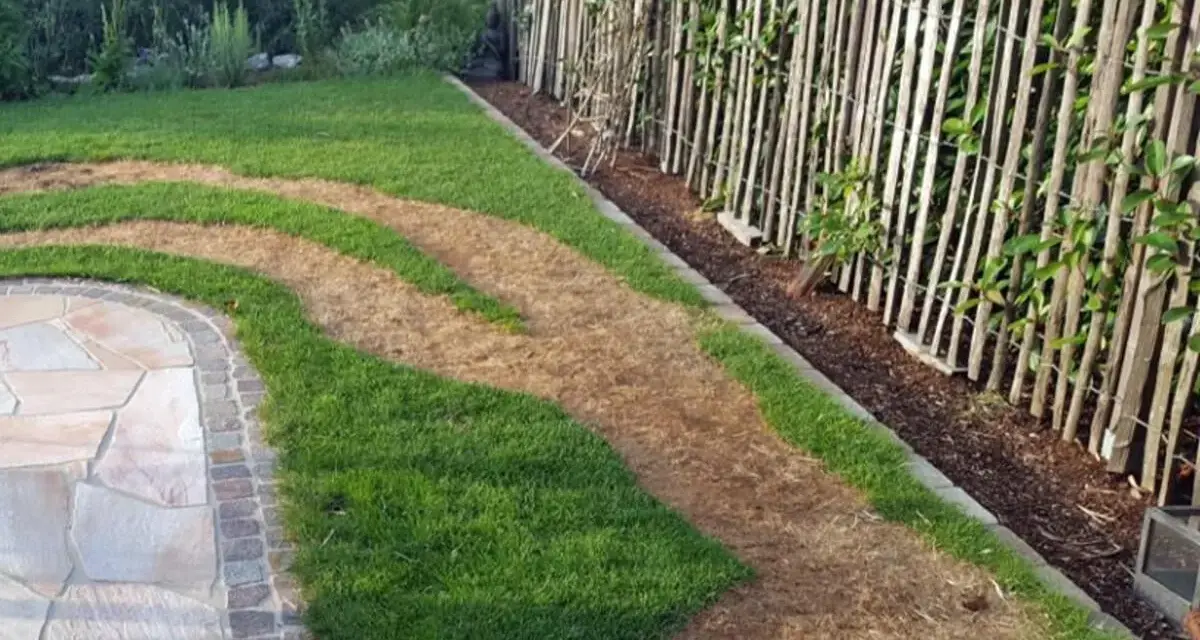 Braune Flecken im Rasen deuten auf zu viel Stickstoff hin. Der Rasen ist ungleichmäßig grün und braun, mit einem Steinweg daneben.