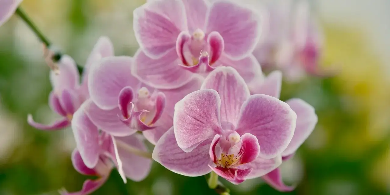 Delikatny, różowy orchidea kwiat w pełnym rozkwicie, otoczony zielenią.