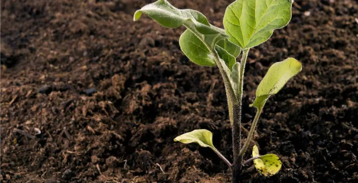 Giovane piantina di melanzana che spunta dal terreno fertile. Inizia il periodo melanzane, promessa di futuri frutti.