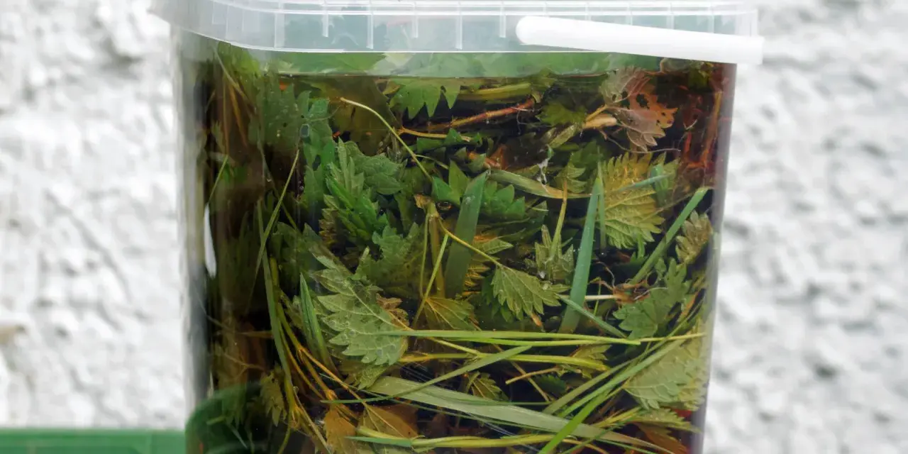 Przezroczyste wiadro wypełnione po brzegi zielonymi liśćmi pokrzywy i trawą, przygotowywany naturalny nawóz z pokrzywy.