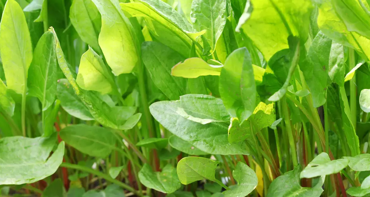 Foglie verdi e lucide di acetosa selvatica, con steli rossastri che emergono dal terreno.