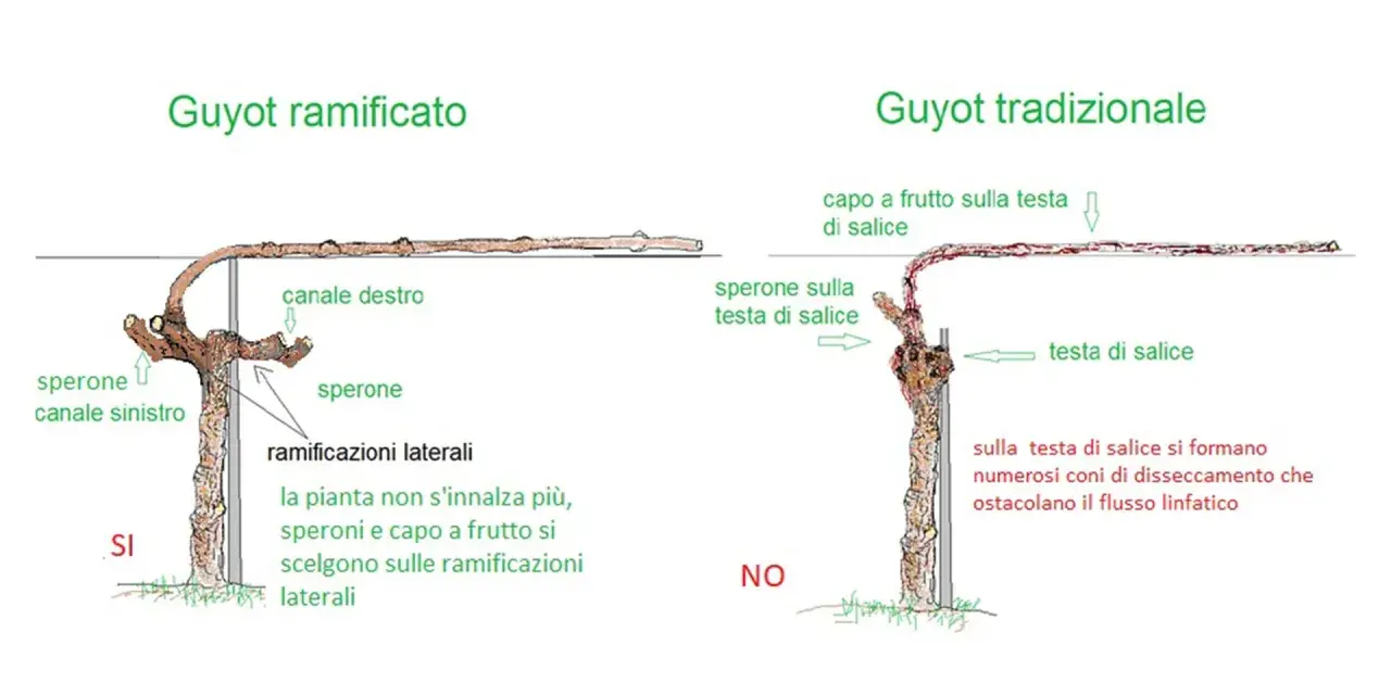 Confronto tra potatura Guyot ramificato e tradizionale. Il primo favorisce la crescita su speroni e ramificazioni laterali.