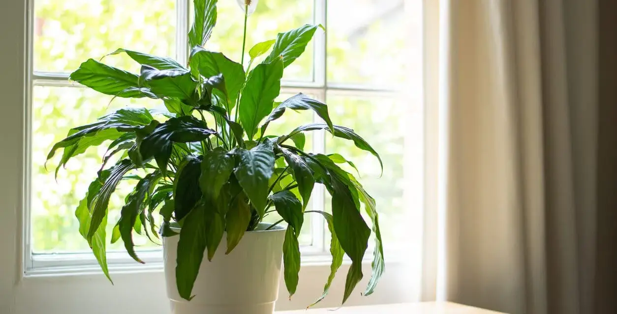Planta de interior con flor blanca junto a una ventana, ideal para dar vida a las plantas para oficina.