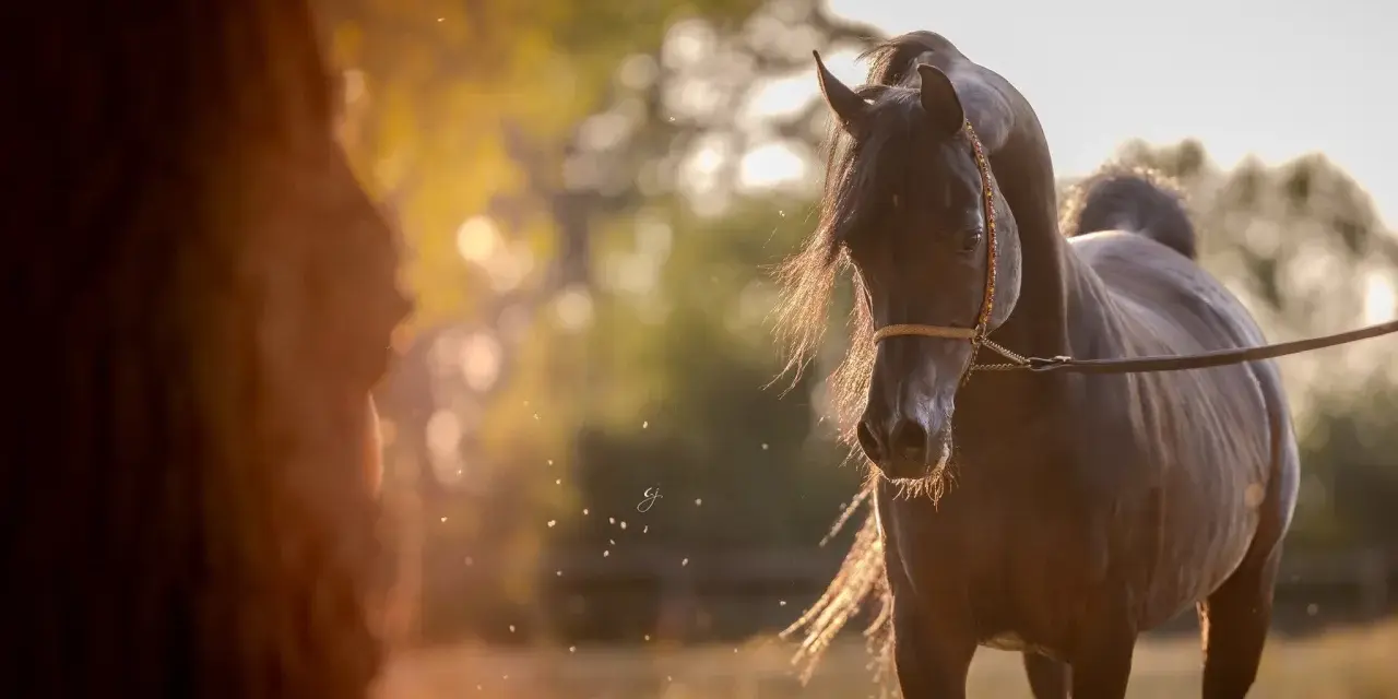 Un magnifique cheval pur sang arabe, au pelage sombre, se tient dans un champ doré baigné de soleil.