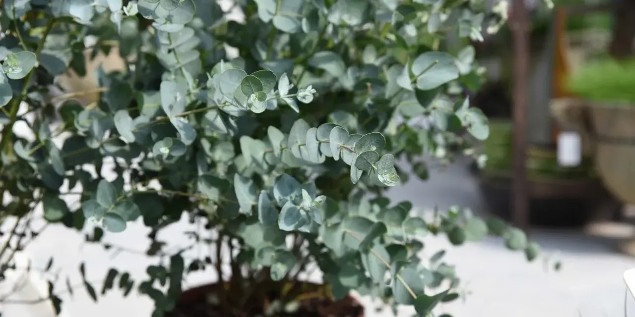 Eine üppige eukalyptus pflanze mit runden, blaugrünen Blättern in einem braunen Topf.