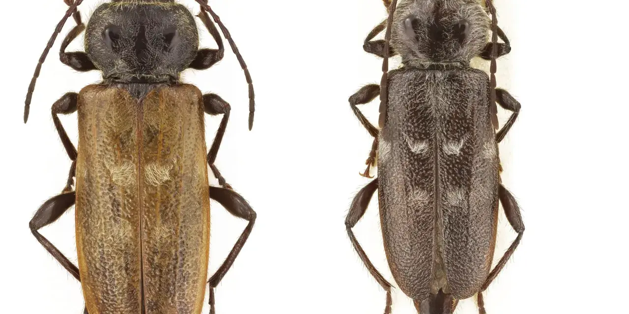Två skalbaggar, en ljusbrun och en mörkgrå, på vit bakgrund. Den ljusbruna kan vara ett husbock symptom.