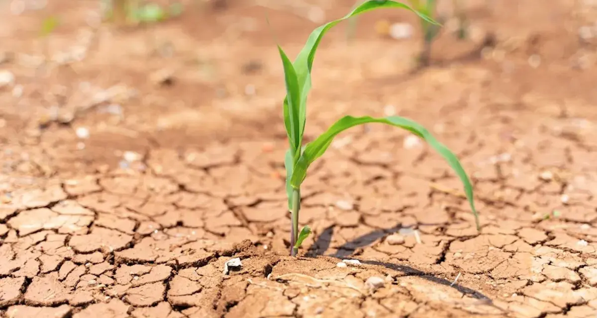 Piantina di mais su terreno arido e screpolato, simbolo della lotta per la sopravvivenza in agricoltura.