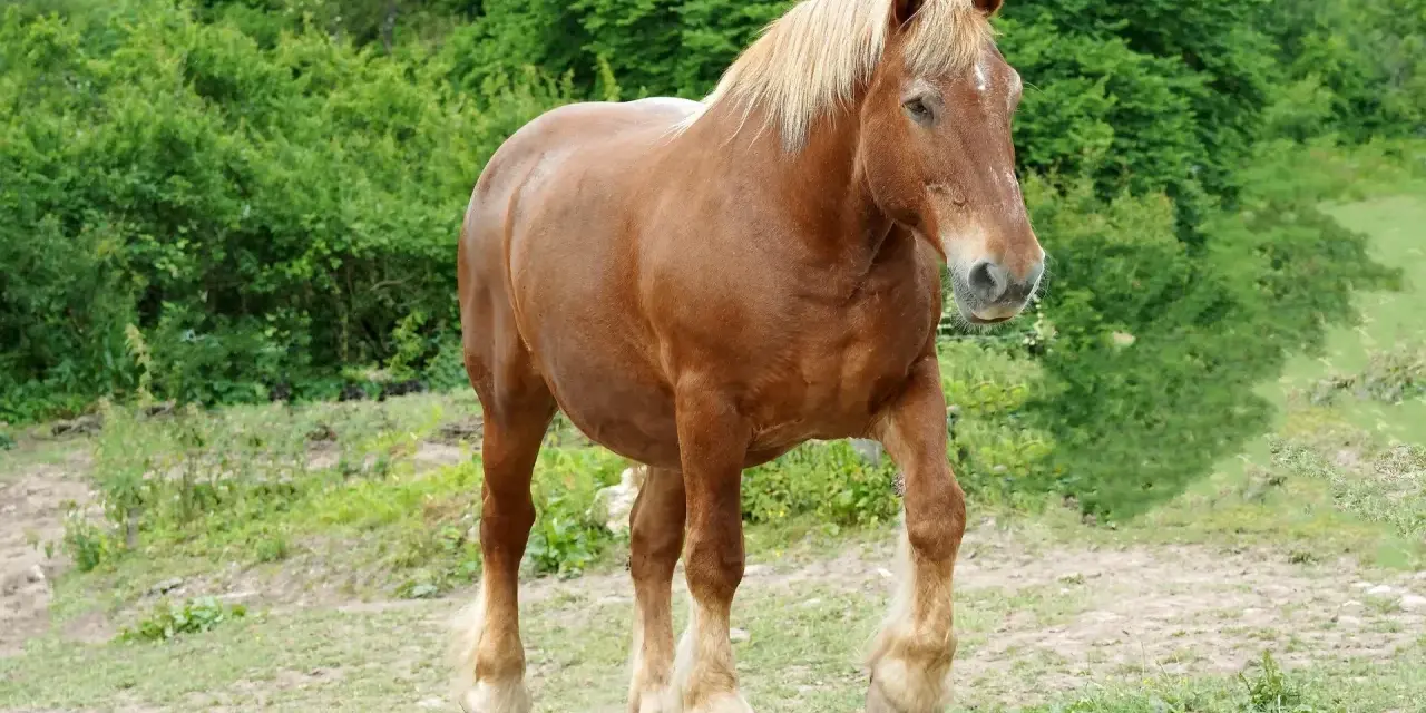 Un majestueux cheval comtois, robe alezane, crinière blonde, se promène dans un pré verdoyant.
