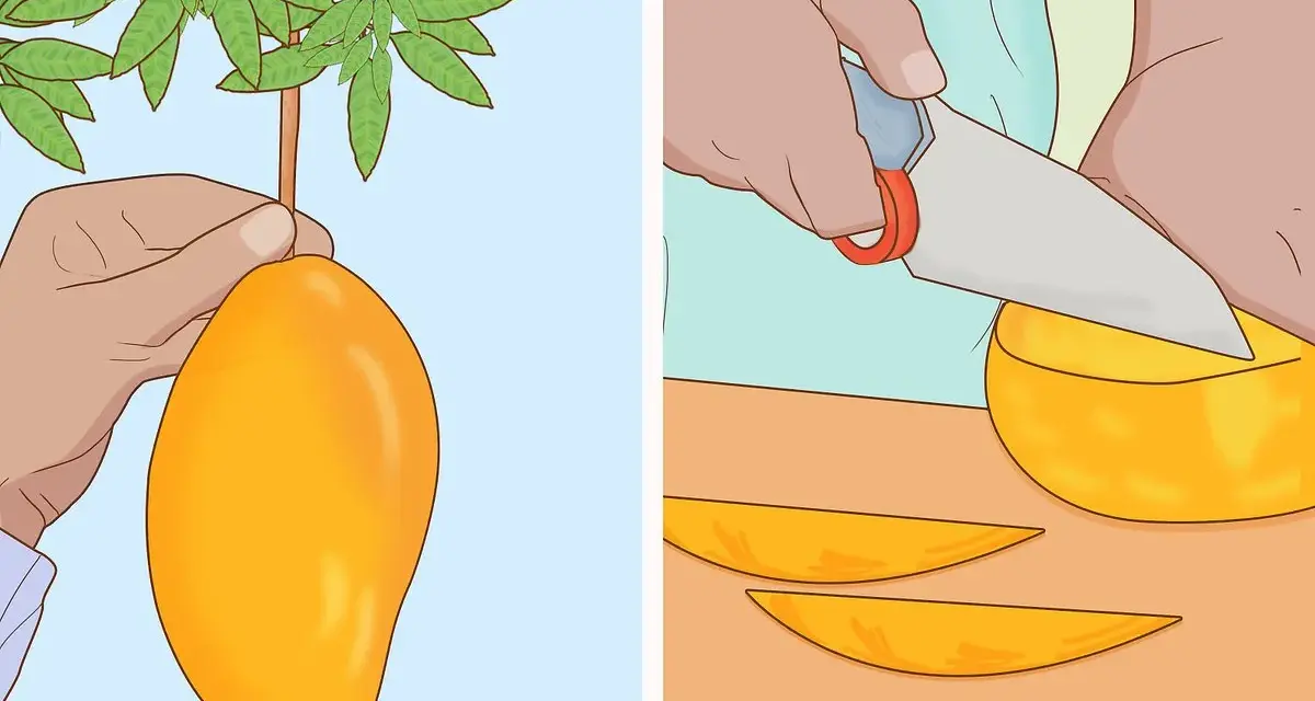 Mano recogiendo un mango maduro de un árbol. Otra mano corta un mango en rodajas para disfrutar. ¡Un delicioso paso para plantar mango!