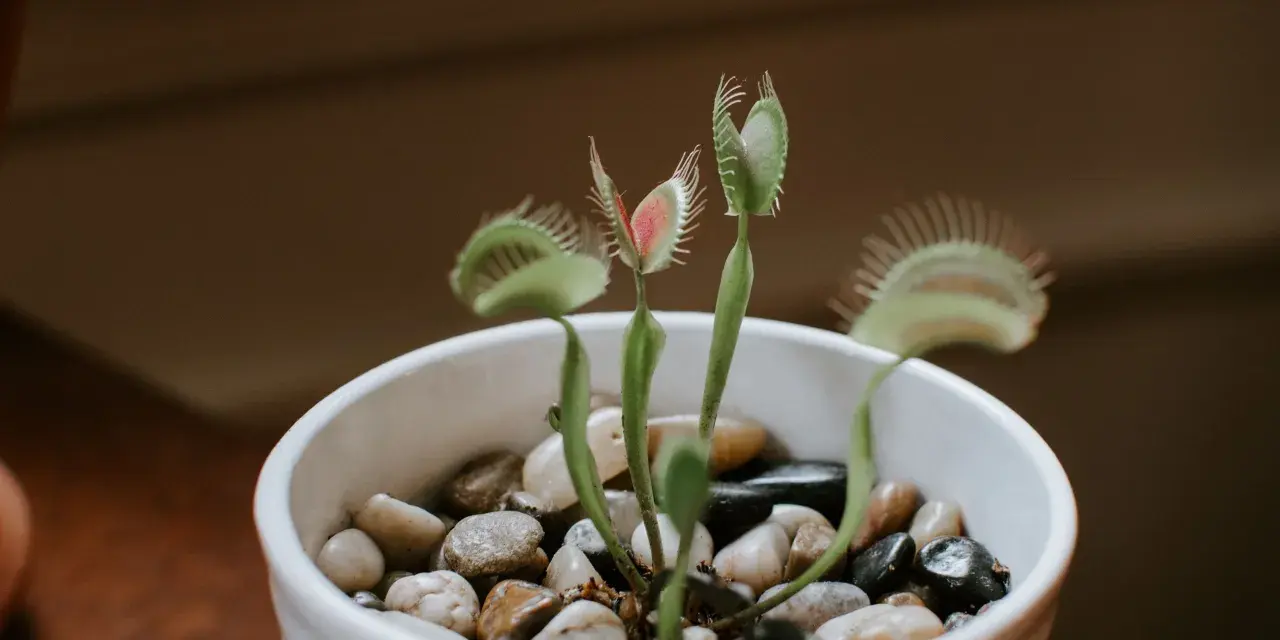 Planta carnívora en maceta blanca con piedras. Sus trampas rojas y verdes listas para cazar. Cuidados básicos para tu planta carnívora.