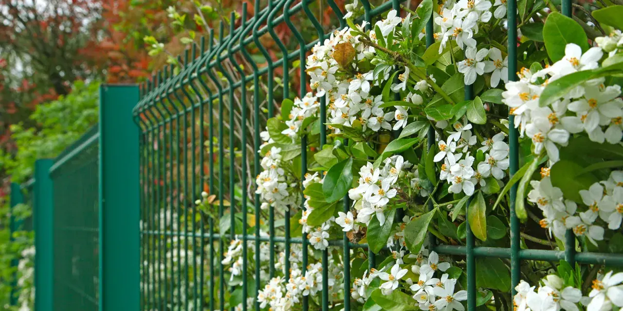 Des fleurs blanches grimpent sur une clôture verte, offrant une belle idée pour comment attacher un brise vue naturel.