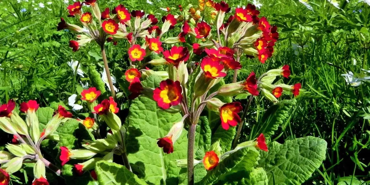 En klunga röda och gula primula utomhus i en grönskande äng, med små vita blommor i bakgrunden.