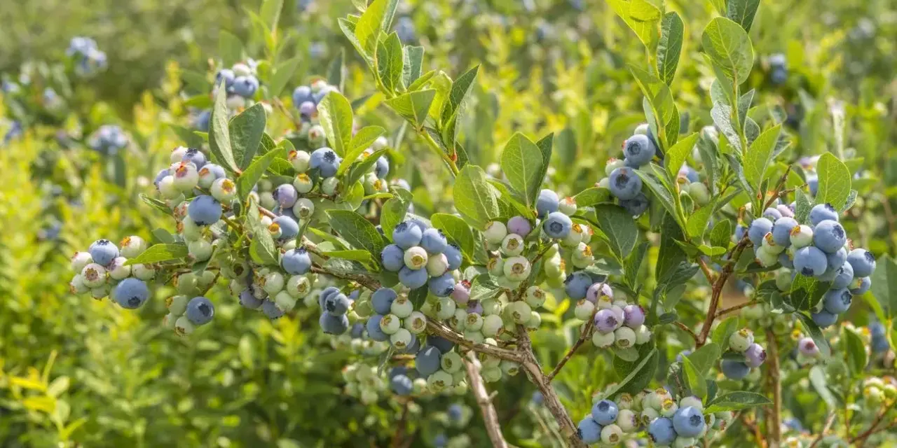 Borówka amerykańska z nierównomiernie wybarwionymi owocami, niektóre zielone, inne fioletowe i niebieskie. Objawy przenawożenia borówki amerykańskiej mogą być widoczne na liściach i owocach.