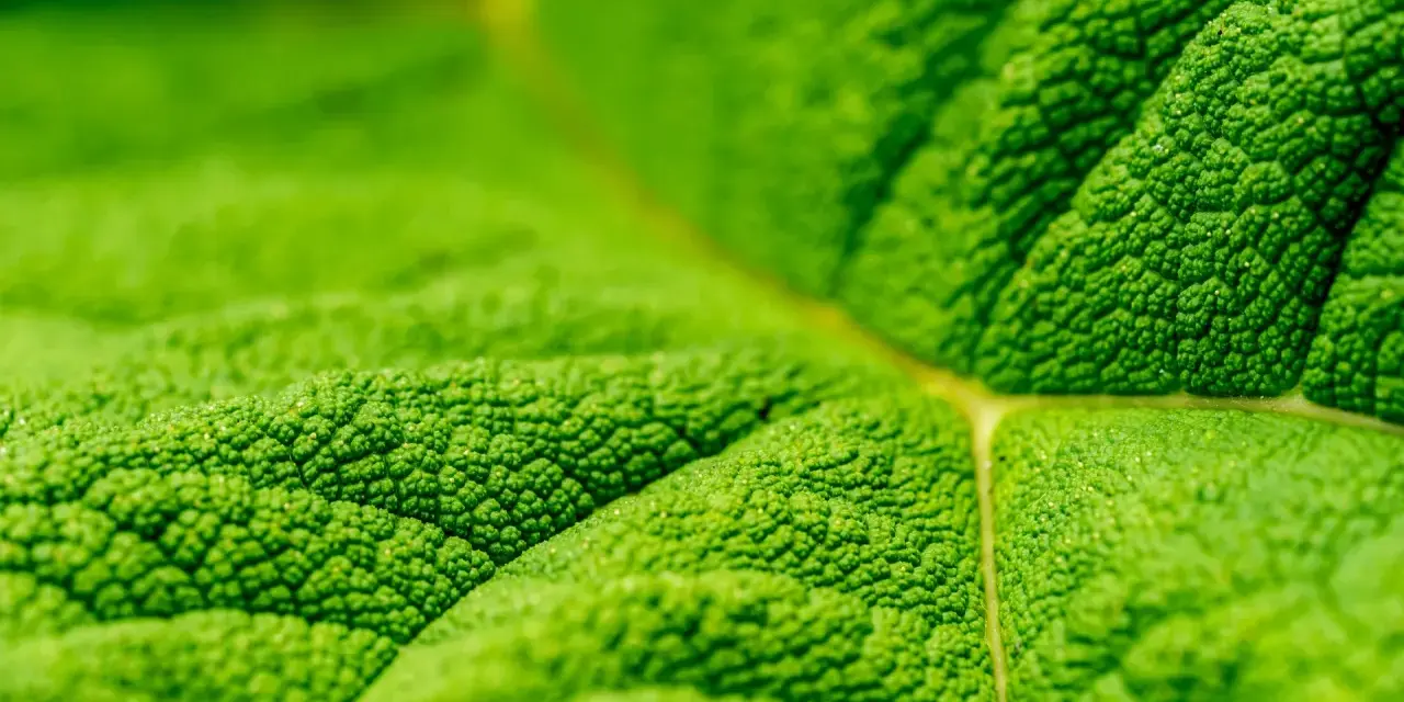 Photo macro d'une feuille verte aux textures riches. Les nervures et les minuscules bosses créent un paysage miniature fascinant.