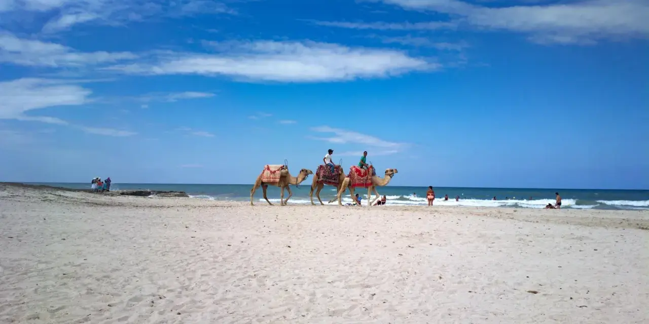 Djerba czy warto jechać? Piękna plaża, błękitne niebo i wielbłądy na piasku. Idealne miejsce na wakacje.