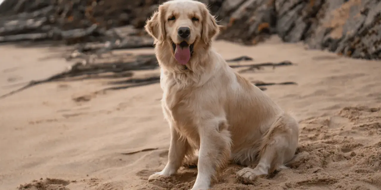 Ile razy dziennie karmić golden retrievera, by uniknąć problemów zdrowotnych?