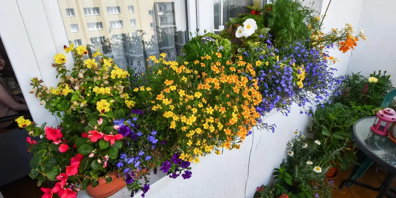 Kolorowe kwiaty na balkonie w kwietniu: żółte, pomarańczowe, czerwone i niebieskie. Idealne jakie kwiaty na balkon w kwietniu.