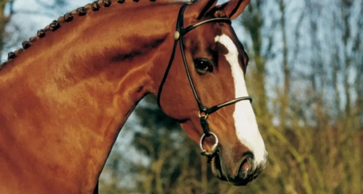 Le magnifique tangelo van de zuuthoeve, un cheval bai avec une crinière tressée, porte une bride élégante.