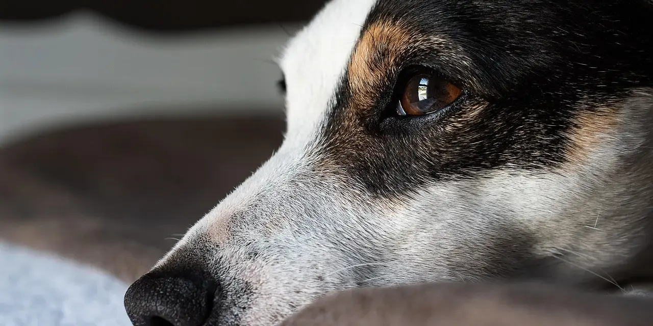 Smutny jack russell długowłosy leży, patrząc w dal.