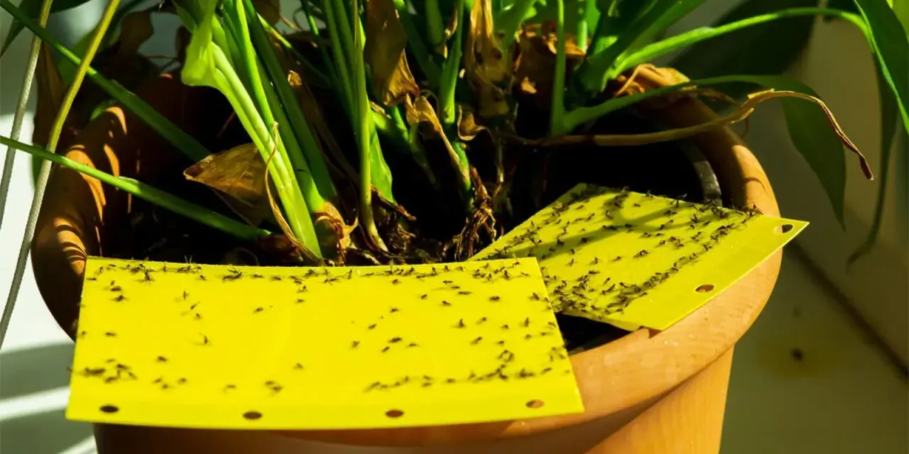 Trampas amarillas pegajosas cubiertas de moscas del sustrato, colocadas en una maceta con plantas.