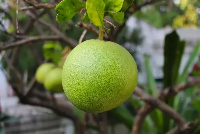 Czy pies może jeść pomelo? Potencjalne zagrożenia i alternatywy