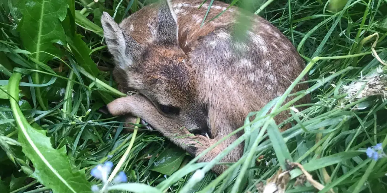 Un adorable faon, camouflé dans l'herbe verte, se repose paisiblement.