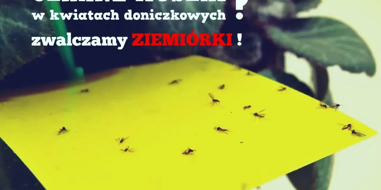Żółta pułapka na ziemiórki w doniczce, pełna czarnych muszek. Zwalczamy szkodniki w kwiatach!
