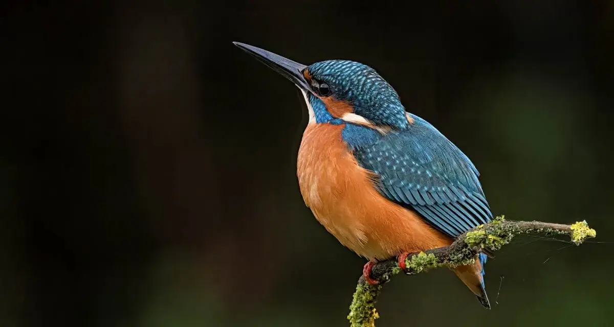 Un martin pescador pájaro, con plumaje azul y naranja, posa en una rama cubierta de musgo.