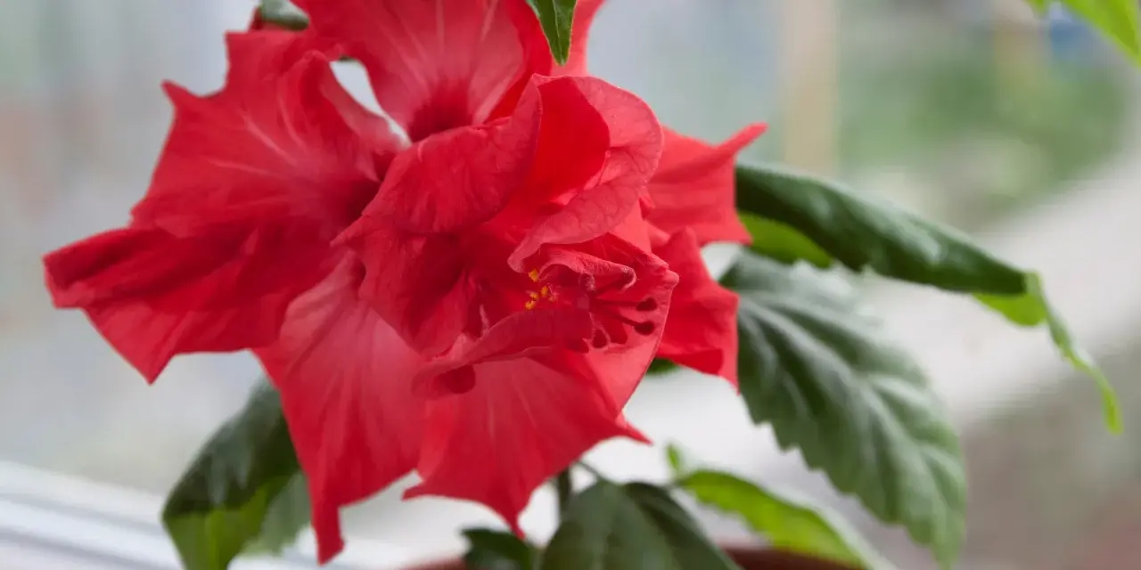 En vacker, röd hibiskus blomma med gröna blad i en kruka.