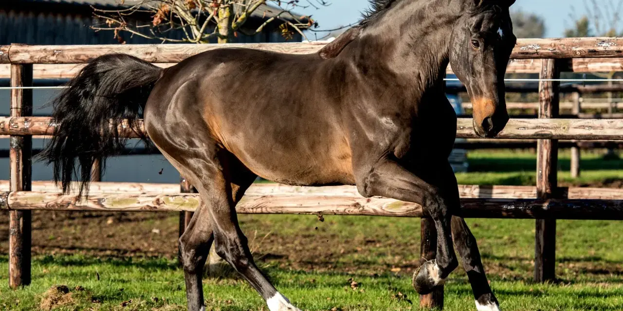 Un magnifique cheval noir, aux balzanes blanches, galope avec fougue près d'une clôture en bois. Il semble que ce kannan cheval soit prêt pour une course.
