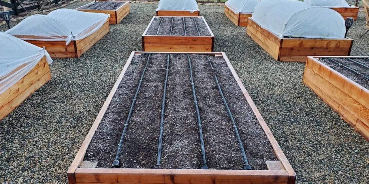 Raised garden beds are covered with white fabric, showing what to cover plants with for frost.