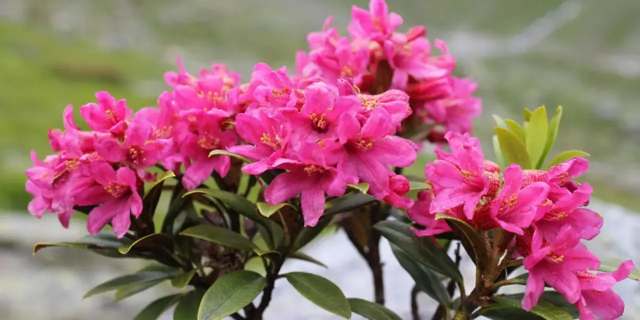 Piękne, różowe kwiaty rododendronów na tle górskiego krajobrazu. Idealny czas, kiedy przesadzać rododendrony, to wiosna lub jesień.