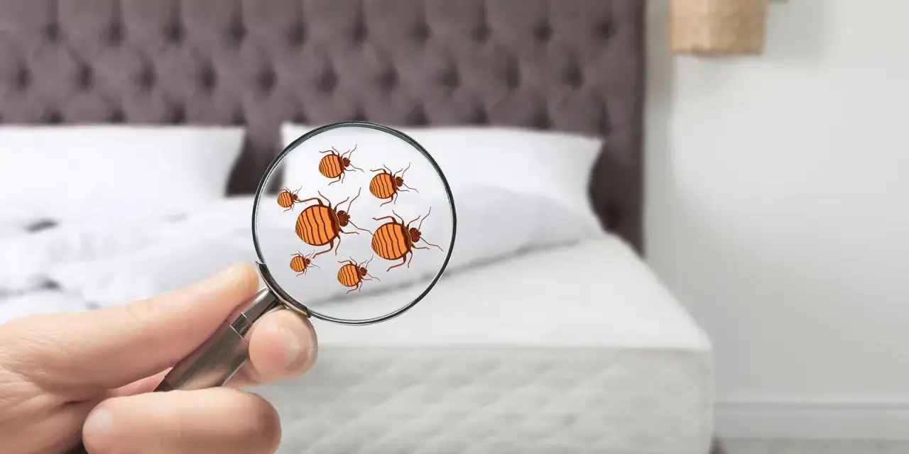 Lupa revela la presencia de un molesto chincha animal en la cama.